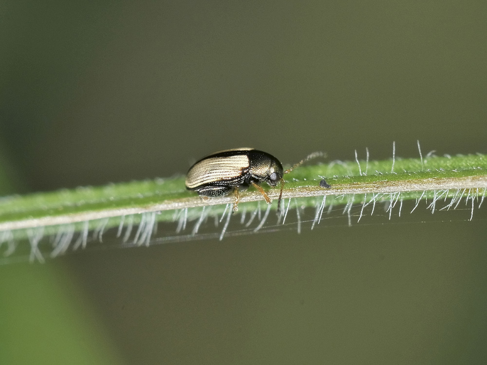 Chaetocnema conducta, Chrysomelidae